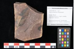 Foto (Objekt + Etikett) von Quercus palaeoilex Ettingshausen (NHMW-GEO-2024-0188-0766)